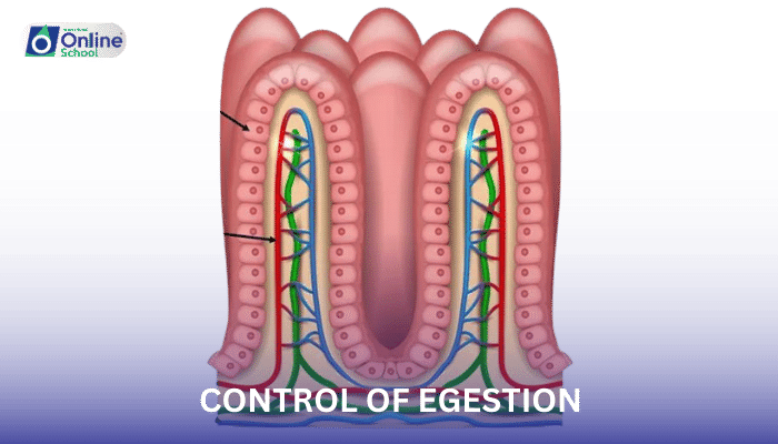 Lesson 08: Control of Egestion